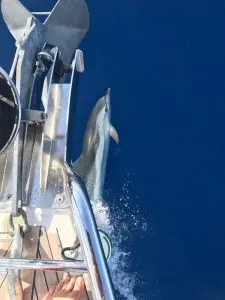 Delphine am Bug des Segelschiff
